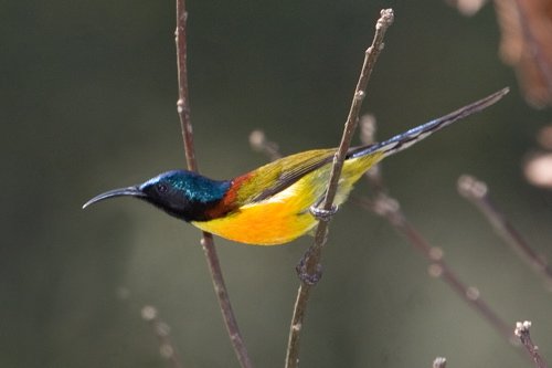 Green-tailed sunbird. Photo by Adam Riley. All rights reserved.