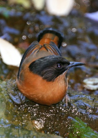Rufous sibia. Photo by Adam Riley. All rights reserved.