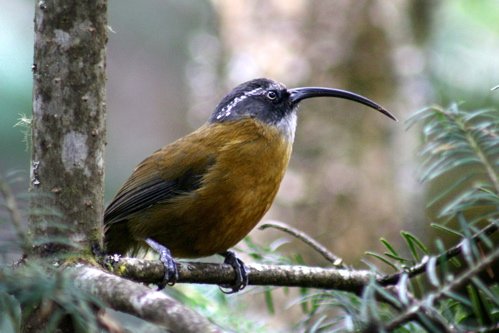 Slender-billed scimitar-babbler. Photo by Adam Riley. All rights reserved.