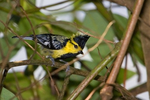 Yellow-cheeked tit. Photo by Adam Riley. All rights reserved.