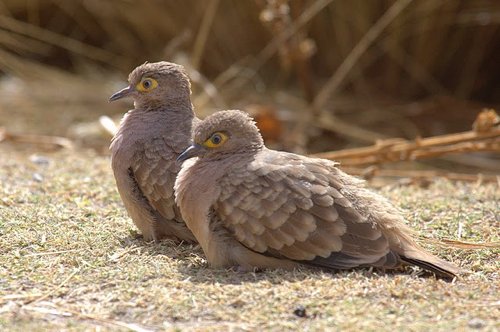 Bare-faced ground-dove. Photo by Luis Segura. All rights reserved.