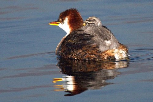 Endemic short-winged grebe with chick. Photo by Luis Segura. All rights reserved.