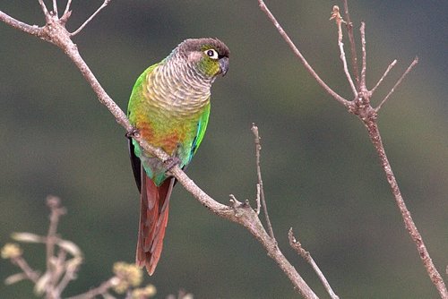 Green-cheeked parakeet. Photo by Luis Segura. All rights reserved.