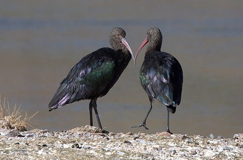Puna ibis. Photo by Luis Segura. All rights reserved.