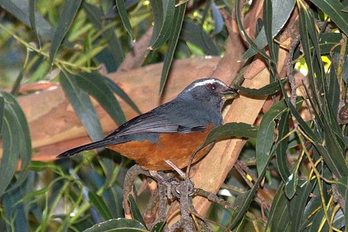 Rufous-bellied saltator. Photo by Luis Segura. All rights reserved.