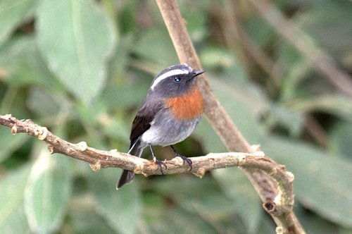 Rufous-breasted chat-tyrant. Photo by Luis Segura. All rights reserved.