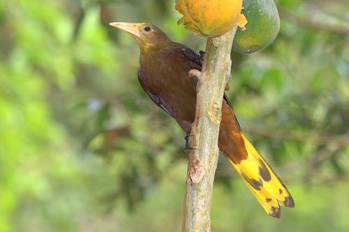 Russet-backed oropendola. Photo by Luis Segura. All rights reserved.