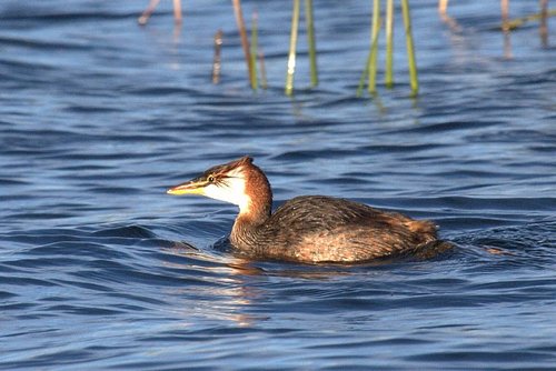 Short-winged or lake titicaca grebe. Photo by Luis Segura. All rights reserved.