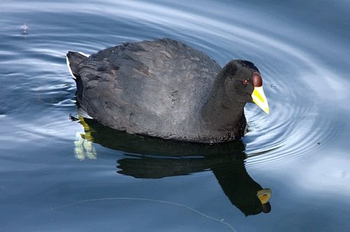 Slate-colored coot. Photo by Luis Segura. All rights reserved.