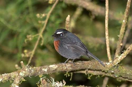 Slaty-backed chat-tyrant. Photo by Luis Segura. All rights reserved.