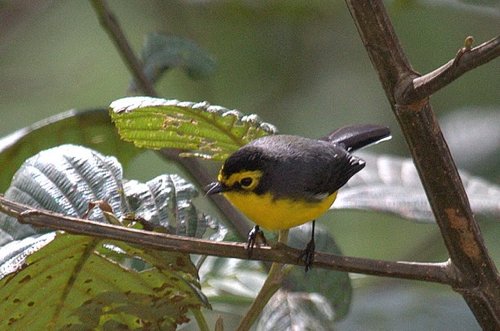 Spectacled redstart. Photo by Luis Segura. All rights reserved.