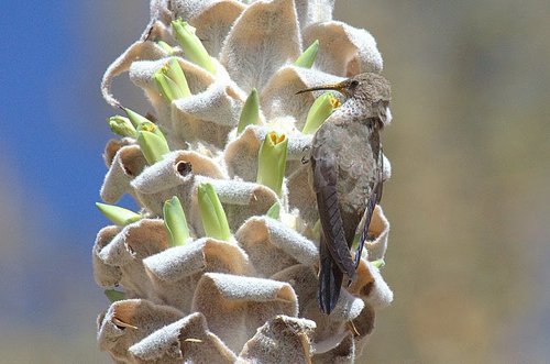 Wedge-tailed hillstar. Photo by Luis Segura. All rights reserved.