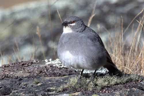 White-winged diuca-finch. Photo by Luis Segura. All rights reserved.