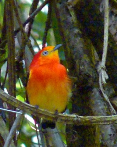 Band-tailed manakin. Photo by Larry Sassaman. All rights reserved.