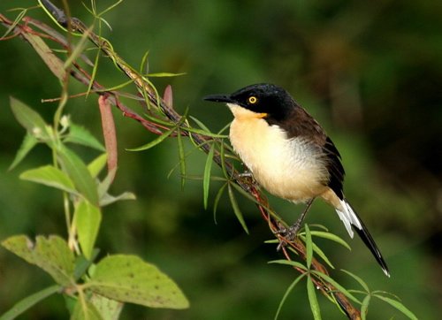 Black-capped donacobius. Photo by Luis Segura. All rights reserved.