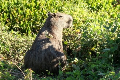 Capybara and cattle tyrant. Photo by Luis Segura. All rights reserved.