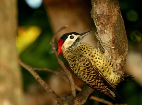 Green-barred woodpecker. Photo by Luis Segura. All rights reserved.