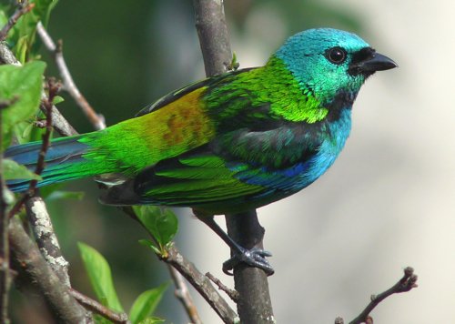 Green-headed tanager. Photo by Larry Sassaman. All rights reserved. 
