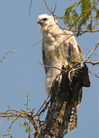 Juvenile harpy eagle. Photo by Rick Taylor. Copyright Borderland Tours. All rights reserved. 