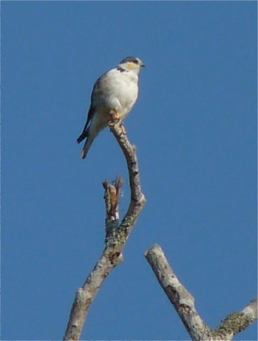 Pearl kite. Photo by Larry Sassaman. All rights reserved.