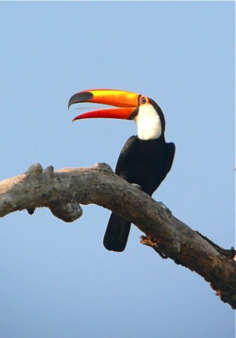 Toco toucan. Photo by Rick Taylor. Copyright Borderland Tours. All rights reserved.