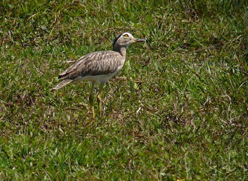 Double-striped thick-knee. Photo by Rick Taylor. Copyright Borderland Tours. All rights reserved.