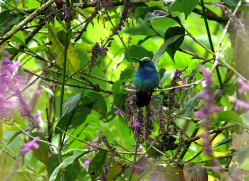 Green violetear. Photo by Rick Taylor. Copyright Borderland Tours. All rights reserved.