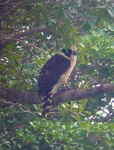 Laughing falcon 2. Photo by Rick Taylor. Copyright Borderland Tours. All rights reserved.