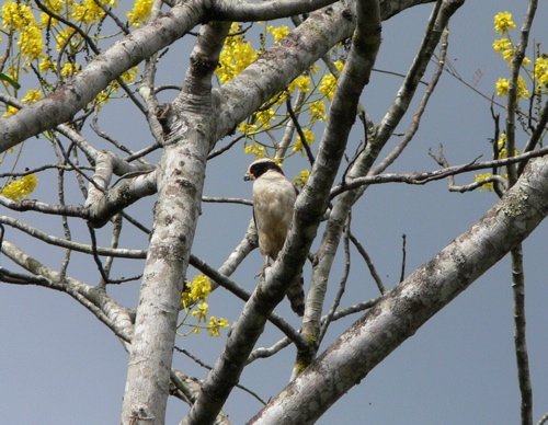 Laughing falcon. Photo by Rick Taylor. Copyright Borderland Tours. All rights reserved.