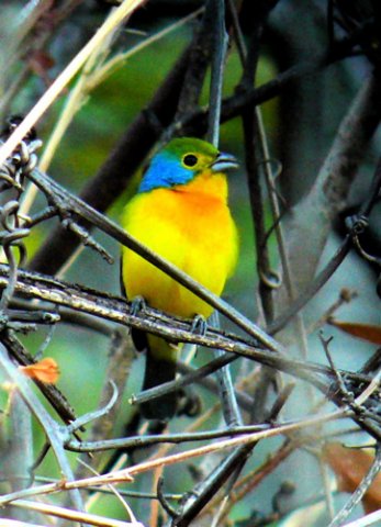 Orange-breasted bunting. Photo by Rick Taylor. Copyright Borderland Tours. All rights reserved.