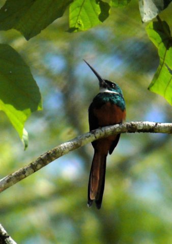 Rufous-tailed jacamar. Photo by Rick Taylor. Copyright Borderland Tours. All rights reserved.