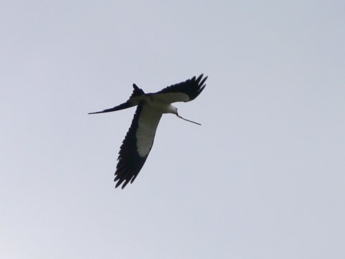Swallow-tailed kite with stick. Photo by Rick Taylor. Copyright Borderland Tours. All rights reserved.