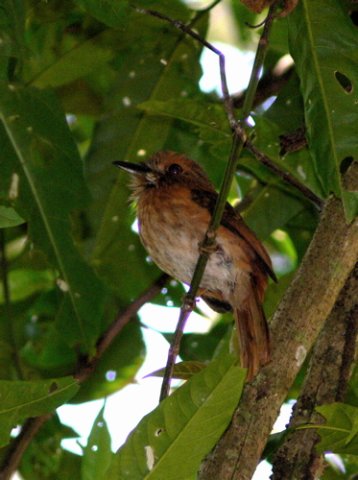 White-whiskered puffbird. Photo by Rick Taylor. Copyright Borderland Tours. All rights reserved.
