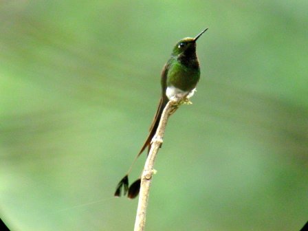 Booted racket-tail. Photo by Luis Uruena. All rights reserved.