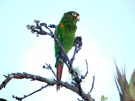 Santa marta parakeet. Photo by Luis Uruena. All rights reserved.