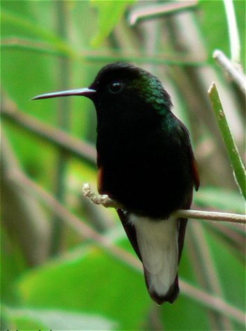 Black-bellied hummingbird. Photo by Larry Sassaman. All rights reserved.