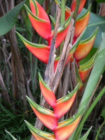 Heliconia flower. Photo by Charlie Oldham. All rights reserved.