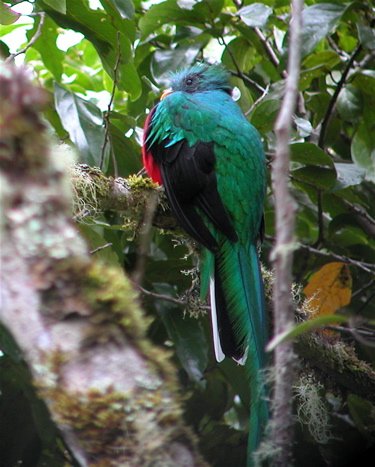 Resplendent quetzal. Photo by Charlie Oldham. All rights reserved.