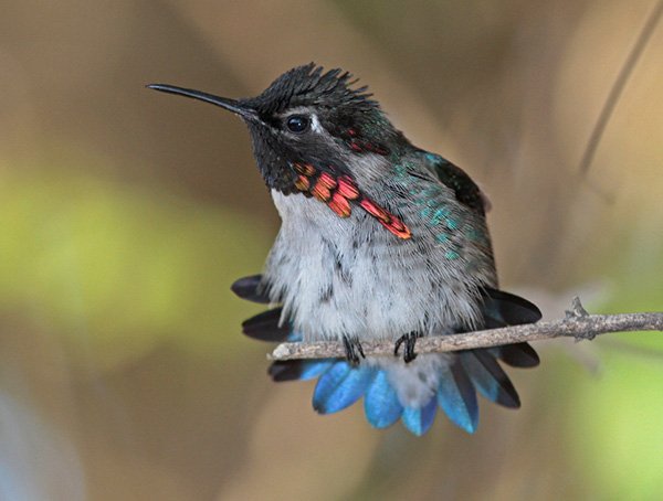 Bumblebee hummingbird by C Alan Morgan