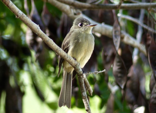 Confiding cuban pewee. Photo by Rick Taylor. Copyright Borderland Tours. All rights reserved.