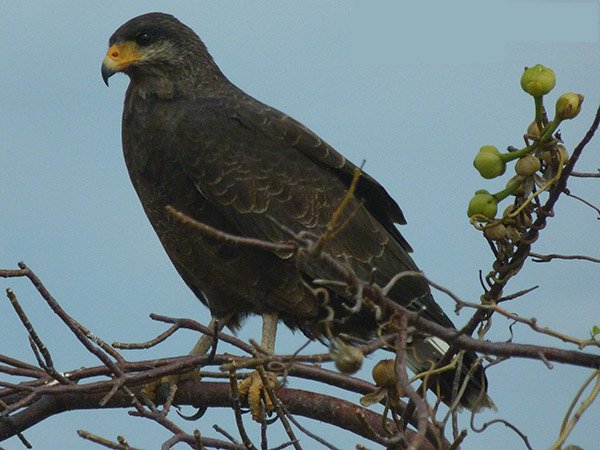 Cuban black hawk by Larry Sassaman