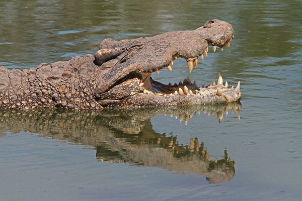 Cuban crocodile by C Alan Morgan