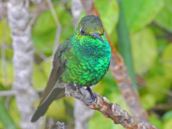 Cuban emerald hummingbird by C Alan Morgan