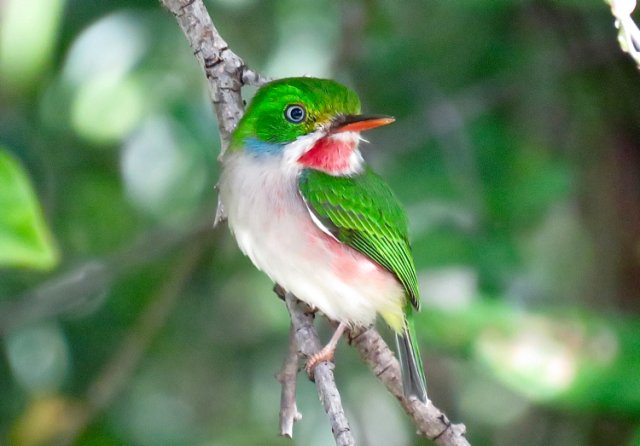 Cuban tody. Photo by John Yerger. All rights reserved.