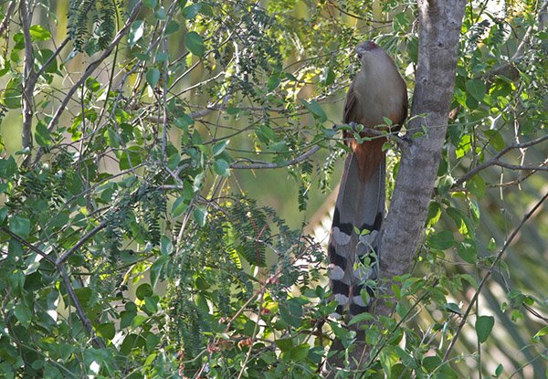 Giant lizard-cuckoo by C Alan Morgan