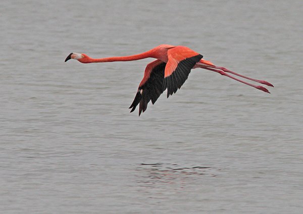 Greater flamingo in flight by C Alan Morgan
