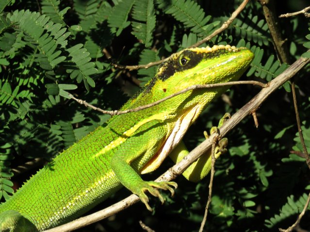 Knight anole at zapata marsh. Photo by John Yerger. All rights reserved.