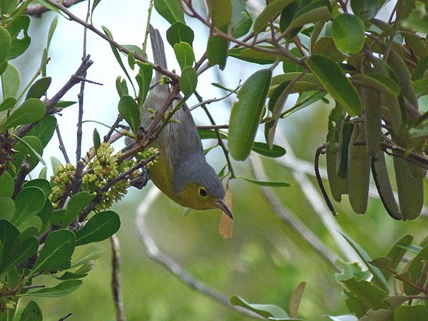 Oriente warbler by Larry Sassaman