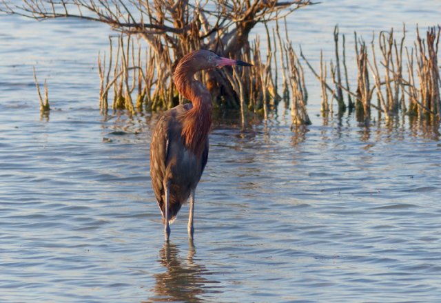 Reddish egretat zapata marsh. Photo by Rick Taylor. Copyright Borderland Tours. All rights reserved.