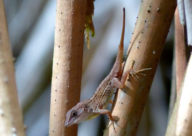 Large-headed anole anolis cybotes in santo domingo